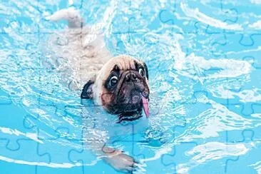 פאזל של pug swiming