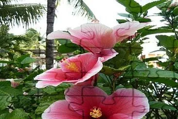 פאזל של flores