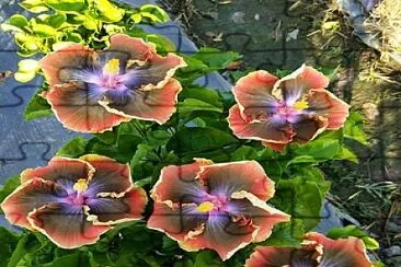 flores jigsaw puzzle