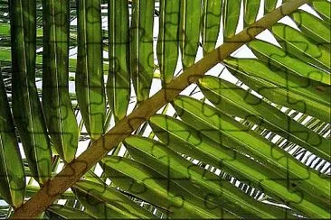palm leaf