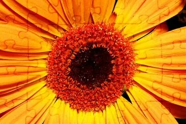 GIRASOL jigsaw puzzle