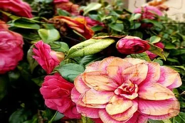 flores jigsaw puzzle