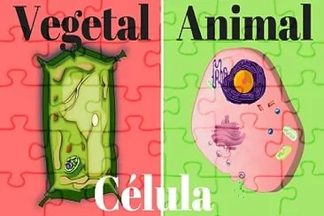 La cÃ©lula