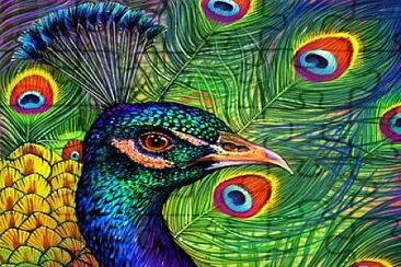 Beautiful Peacock