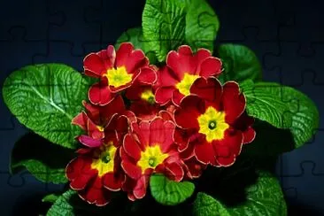 flores - Prí­mula jigsaw puzzle