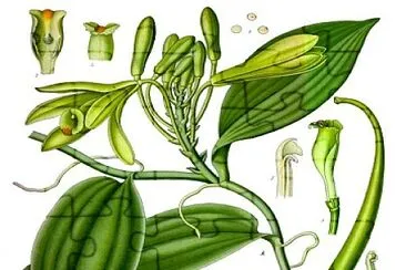 Partes de la vainilla