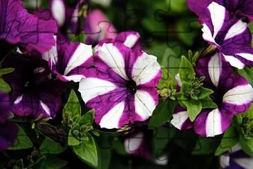 פאזל של flores - Petunias