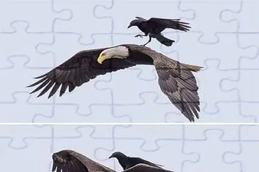 aguila