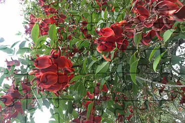flores - Ceibo