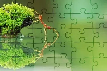 formiga jigsaw puzzle