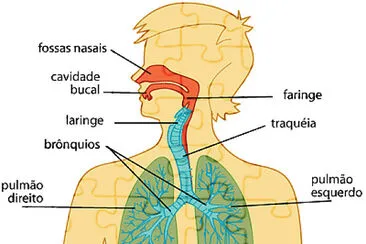 Sistema RespiratÃ³rio jigsaw puzzle