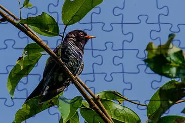 פאזל של Cuculo violetto