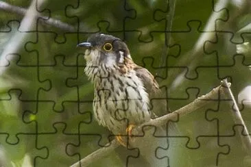 Cuculo sparviero minore jigsaw puzzle