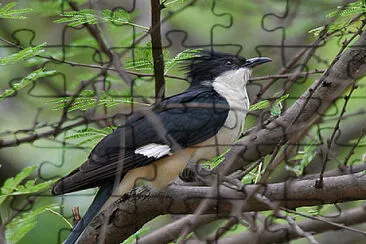 Cuculo bianco e nero jigsaw puzzle