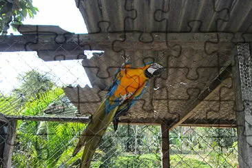 Arara no cativeiro jigsaw puzzle