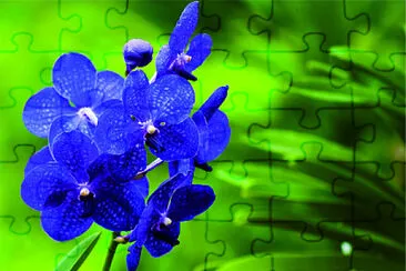 èŠ±æ”å½± jigsaw puzzle