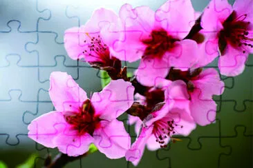 èŠ±æ”å½± jigsaw puzzle