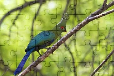 Turaco di Schalowi jigsaw puzzle