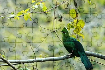 Turaco nero