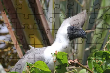 Turaco dalla maschera