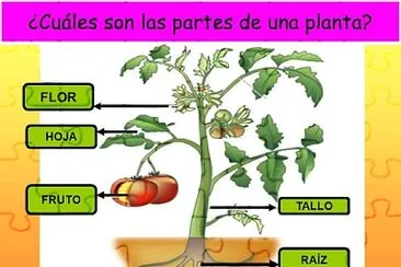 Partes de la planta jigsaw puzzle