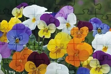 flores