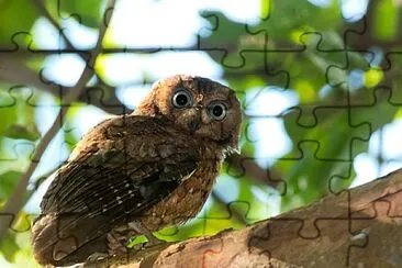 Assiolo di comoro jigsaw puzzle