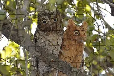 Assiolo di Sokoke jigsaw puzzle