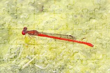 Telabasis salva jigsaw puzzle