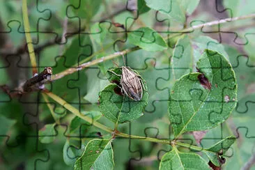 Aelia acuminata