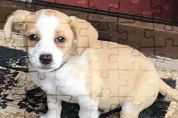 Auggye jigsaw puzzle