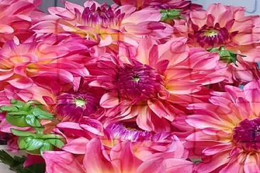 פאזל של flores