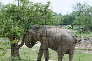 Elefante dello sri lanka jigsaw puzzle