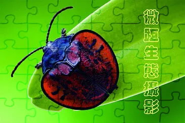 å¾®è·ç”Ÿæ…‹æ”å½±