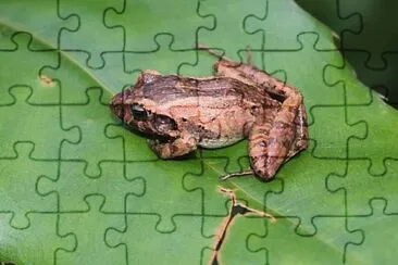 Craugastor berkenbuschii