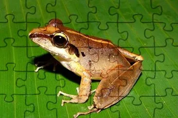 Craugastor longilostris