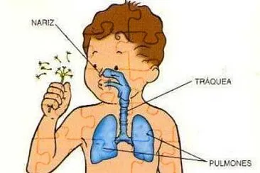 Aparato Respiratorio