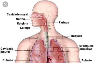פאזל של Sistema respiratÃ³rio