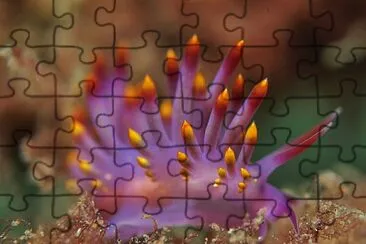 Trinchesia sibogae jigsaw puzzle
