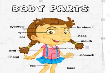 Body jigsaw puzzle
