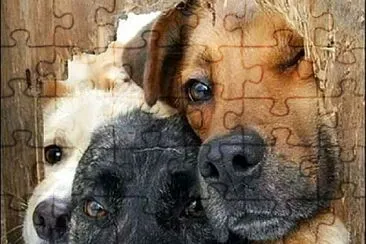 perros