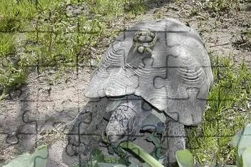 פאזל של Sarda