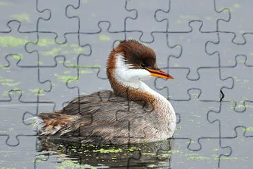 Svasso del lago titicaca jigsaw puzzle