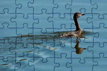 Svasso della Nuova Zelanda jigsaw puzzle