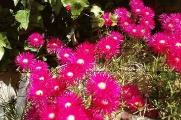 flores de mi jardin