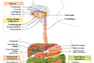  "Aparato Digestivo "