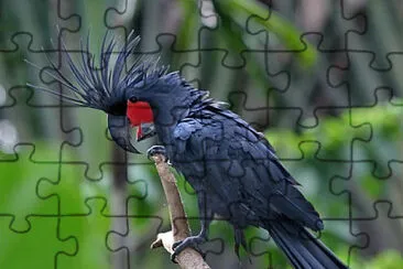 Cacatua delle palme jigsaw puzzle