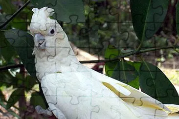 cacatua delle Filippine jigsaw puzzle