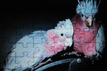 Cacatua pennacchio jigsaw puzzle
