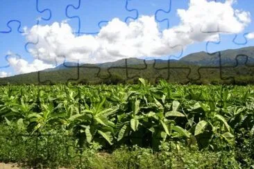  jigsaw puzzle